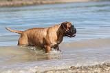 BULLMASTIFF 058